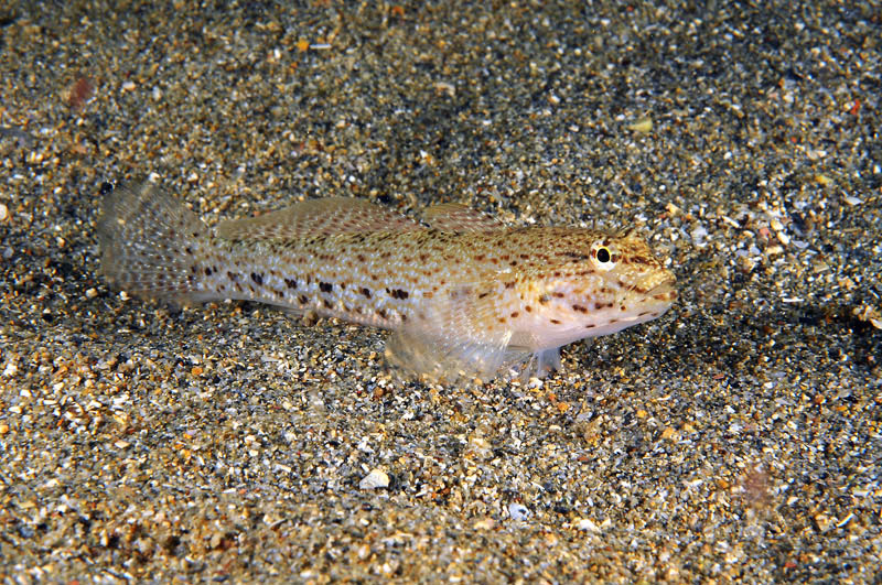 G. paganellus, G. incognitus, G. niger